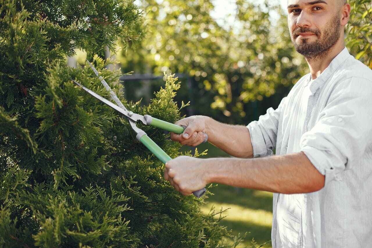 Best Large Tree Removal  in Forrest City, AR